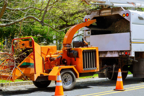 Reliable Lakeview, OR Tree Services Solutions