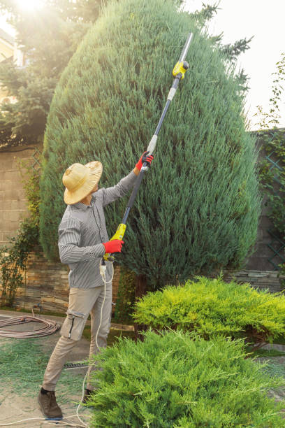 Tree and Shrub Care in Lakeview, OR